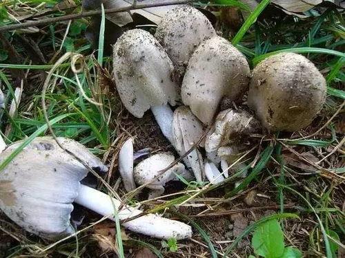 吃瓜视频黑料蘑菇视频